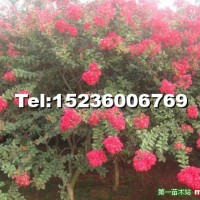 紫薇（百日紅）