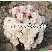 北京夏菊