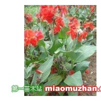 美人蕉