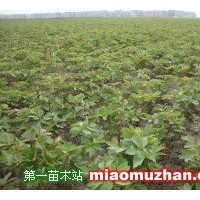 牡丹苗
