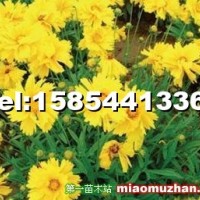 國慶菊