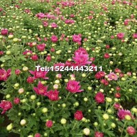 國(guó)慶菊