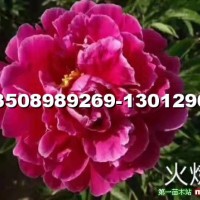芍藥