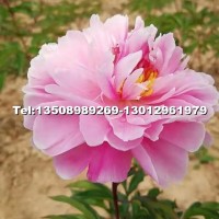 芍藥