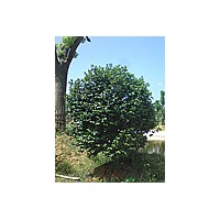 茶花球