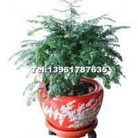梅開五福（紅豆杉）