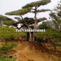造型景觀松