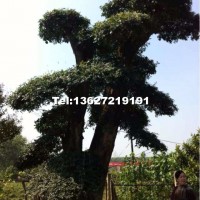 對節(jié)白臘
