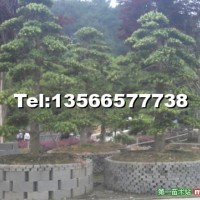 造型羅漢松