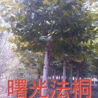 造型法桐