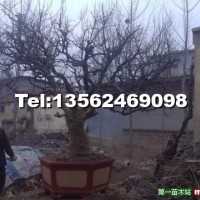 盆栽石榴樹