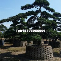 造型羅漢松