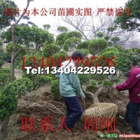 造型黃楊樹