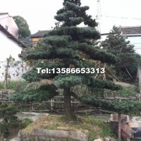 造型五針?biāo)?/></a>
<div><a href=
