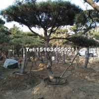 造型油松