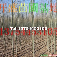 速生柳
