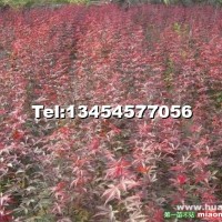 紅楓小苗