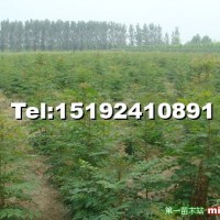 北欒小苗