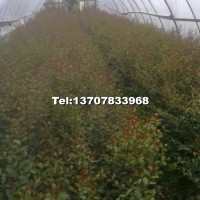 紫薇小苗