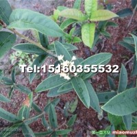 尖葉月桂桂花