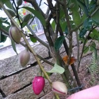 紫花含笑花