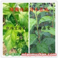 當(dāng)娜海棠