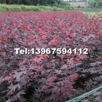 紅楓小苗