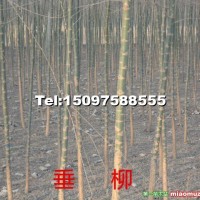 垂柳