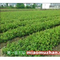 油茶苗