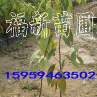香樟小袋苗