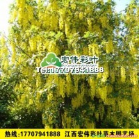 蘇格蘭金鏈樹(shù)