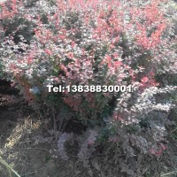 紅葉小襞