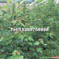 紅點(diǎn)紅楓小樹