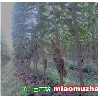 楸樹苗
