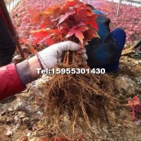 美國紅楓