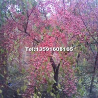 紅葉李