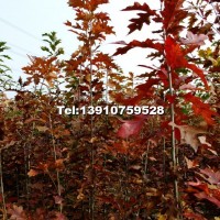北美紅櫟