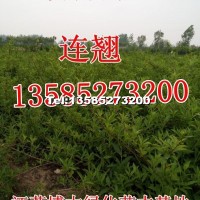 連翹