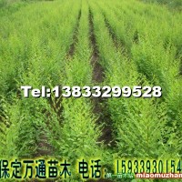 榆樹小苗