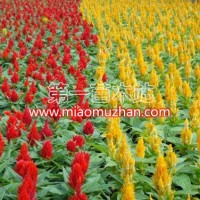 雞冠花