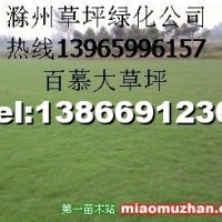 百慕大草坪