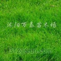 百慕大