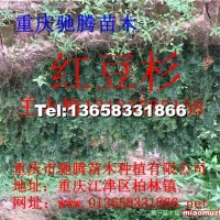 曼地亞紅豆杉苗
