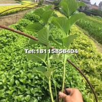 八仙花