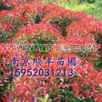 紅葉石楠球
