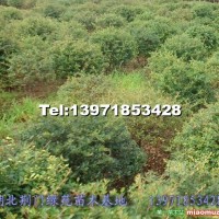 火棘球