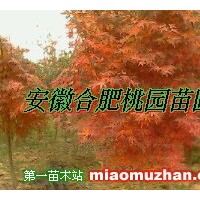 紅花繼木球