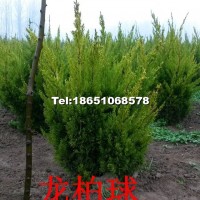 龍柏球