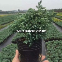 藍色波爾瓦