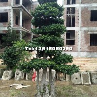 沙西嫁接造型小葉榕樁頭/永秀榕樹基地